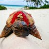 décoration - tortue coquillage rouge